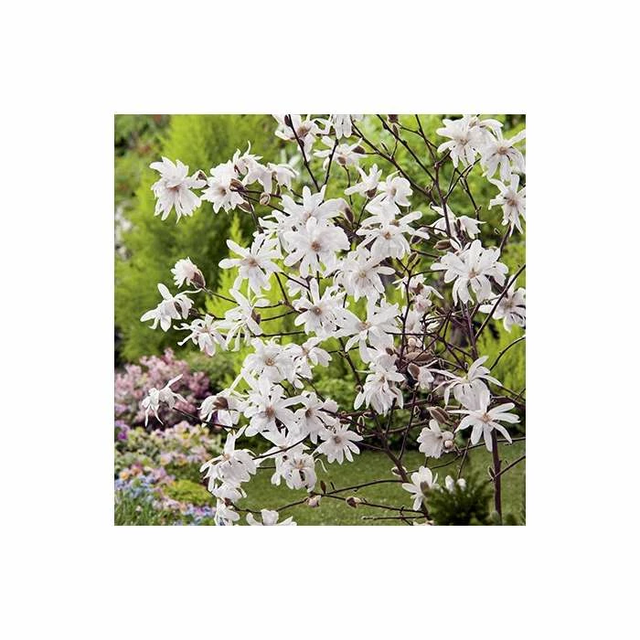 Magnolia stellata 3 Magnolia stellata - Image 3
