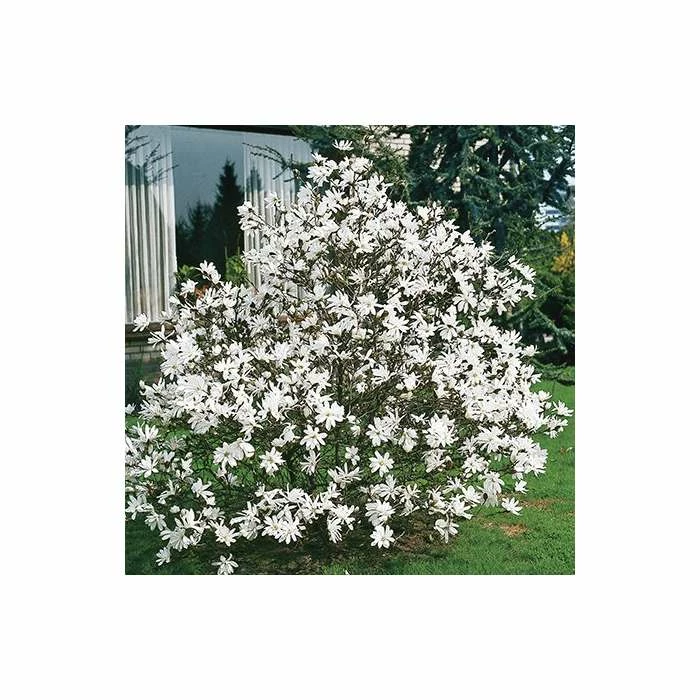 Magnolia stellata 4 Magnolia stellata - Image 4
