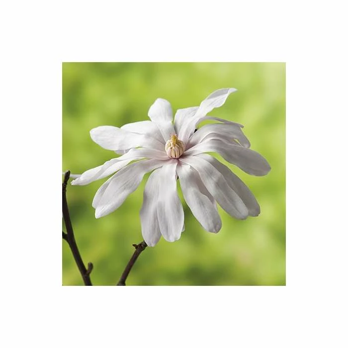 Magnolia stellata 2 Magnolia stellata - Image 2