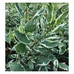 Cornus alba 'Elegantissima' | Red-barked Dogwood | 10L Pot | 90-120cm 7 Cornus alba 'Elegantissima' | Red-barked Dogwood | 10L Pot | 90-120cm -Roots Shop P20004 add image 2 6832