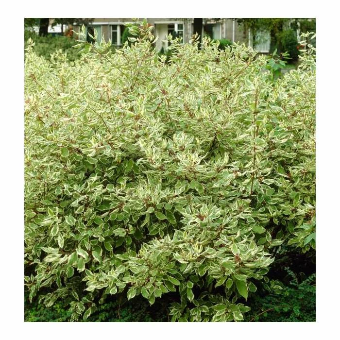 Cornus alba 'Elegantissima' | Red-barked Dogwood | 10L Pot | 90-120cm 1 Cornus alba 'Elegantissima' | Red-barked Dogwood | 10L Pot | 90-120cm