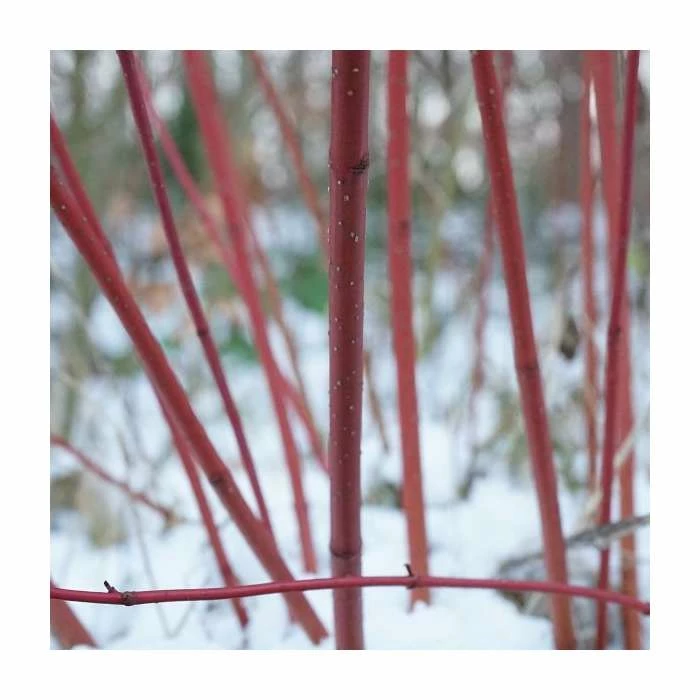 Cornus alba 'Elegantissima' | Red-barked Dogwood | 10L Pot | 90-120cm 2 Cornus alba 'Elegantissima' | Red-barked Dogwood | 10L Pot | 90-120cm - Image 2