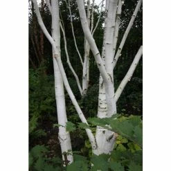 Betula utilis var jacquemontii | Himalayan Birch Tree 10 Betula utilis var jacquemontii | Himalayan Birch Tree -Roots Shop P20008 add image 3 480d
