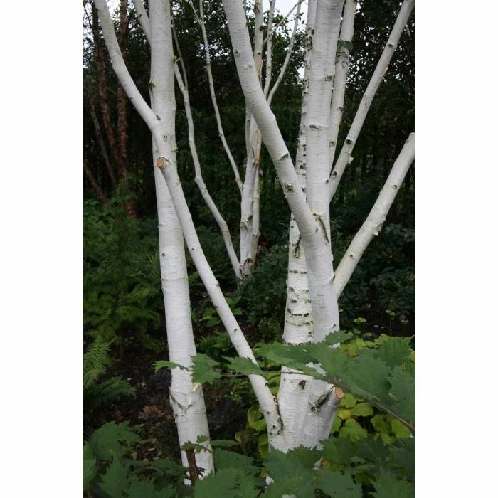 Betula utilis var jacquemontii | Himalayan Birch Tree 5 Betula utilis var jacquemontii | Himalayan Birch Tree - Image 5