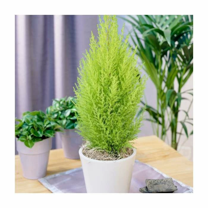 Cupressus macrocarpa 'Goldcrest' | Monterey cypress 13cm Pot 1 Cupressus macrocarpa 'Goldcrest' | Monterey cypress 13cm Pot