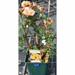 Bridge Of Sighs | Climbing Rose 6 Bridge Of Sighs | Climbing Rose -Roots Shop PL11131 add image 1 0dcb