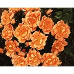 Bridge Of Sighs | Climbing Rose 7 Bridge Of Sighs | Climbing Rose -Roots Shop PL11131 add image 2 a0e3