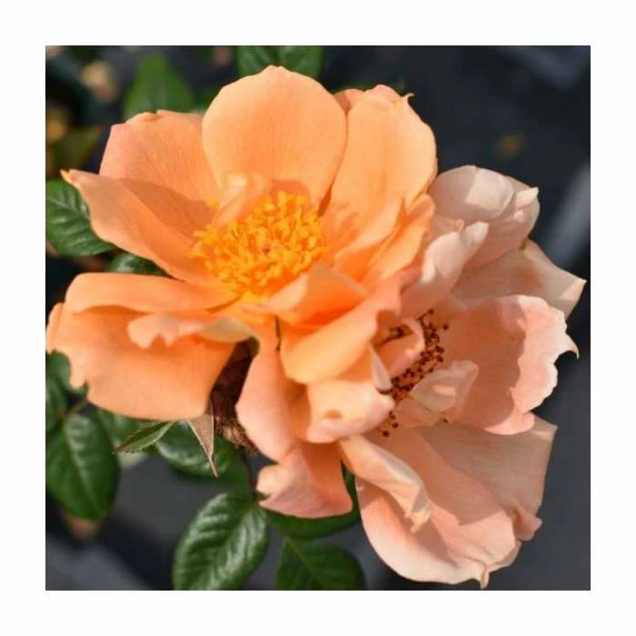 Bridge Of Sighs | Climbing Rose 2 Bridge Of Sighs | Climbing Rose - Image 2