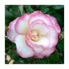 Handel' Climber Rose - 5.5L Pot