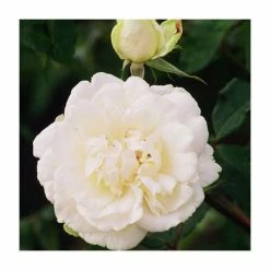 Madame Alfred Carriere' Climber Rose - 5.5L Pot -Roots Shop PL11149 add image 1 7ad2