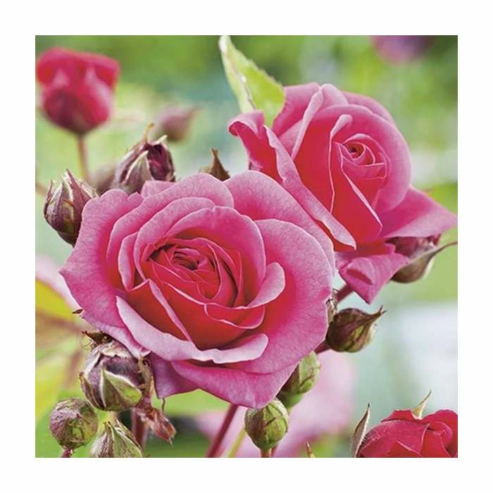 Pink Perpetue' Climber Rose - 5.5L Pot 2 Pink Perpetue' Climber Rose - 5.5L Pot - Image 2