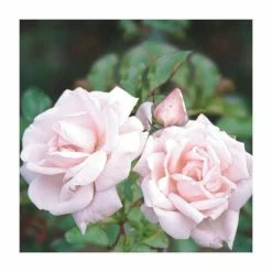 New Dawn' Climber Rose - 5.5L Pot -Roots Shop PL11154 add image 1 75eb
