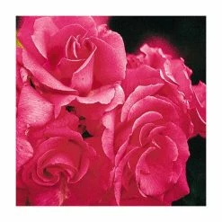 Zephirine Drouhin' Climber Rose - 5.5L Pot -Roots Shop PL11156 add image 1 2415