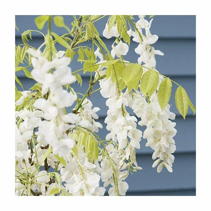 2-3ft White Wisteria Plant | 3L Pot | Wisteria sinensis alba 2 2-3ft White Wisteria Plant | 3L Pot | Wisteria sinensis alba - Image 2