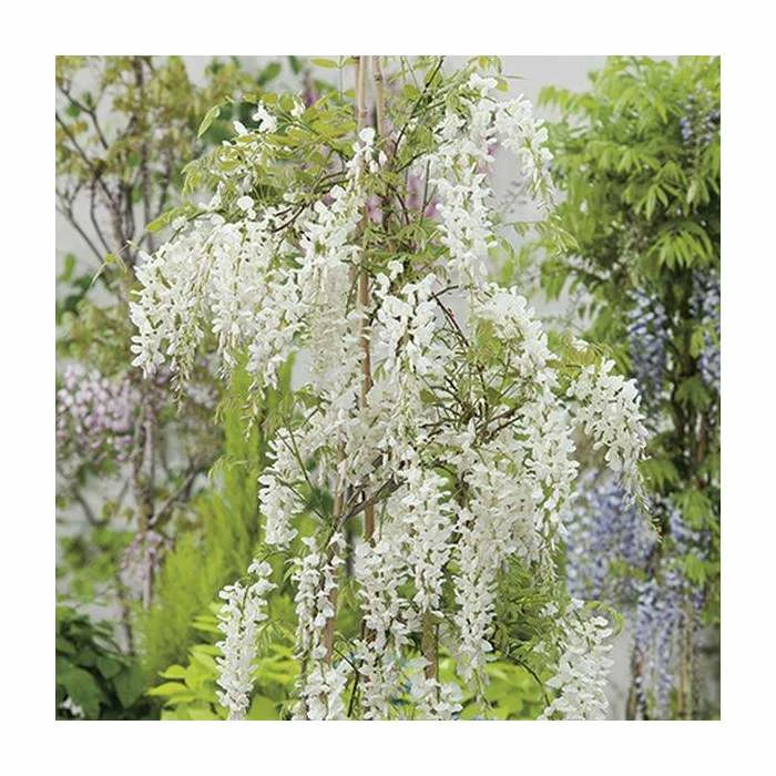 2-3ft White Wisteria Plant | 3L Pot | Wisteria sinensis alba 3 2-3ft White Wisteria Plant | 3L Pot | Wisteria sinensis alba - Image 3