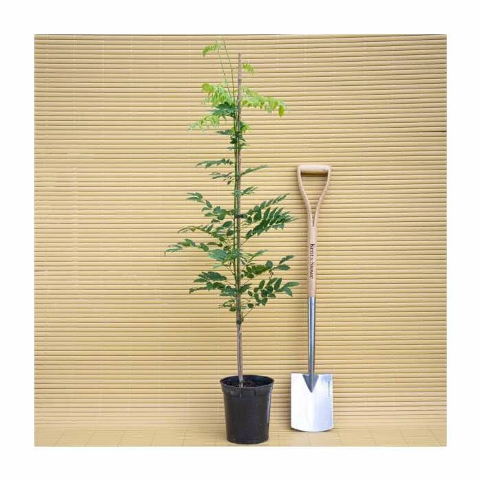2-3ft White Wisteria Plant | 3L Pot | Wisteria sinensis alba 4 2-3ft White Wisteria Plant | 3L Pot | Wisteria sinensis alba - Image 4