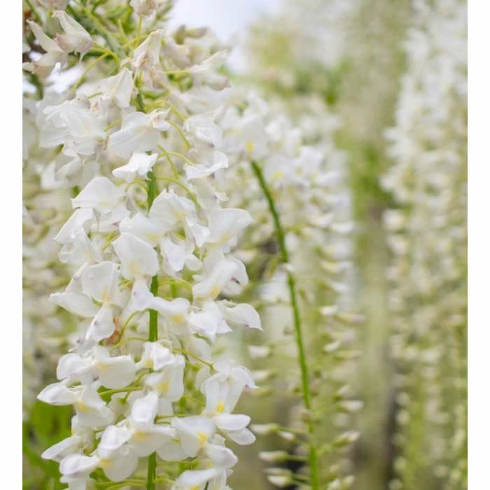 2-3ft White Wisteria Plant | 3L Pot | Wisteria sinensis alba 1 2-3ft White Wisteria Plant | 3L Pot | Wisteria sinensis alba