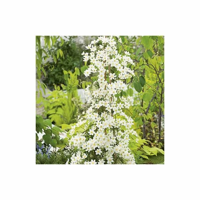 50-90cm Clematis × Cartmanii 'Early Sensation' - 3L Pot 2 50-90cm Clematis × Cartmanii 'Early Sensation' - 3L Pot - Image 2