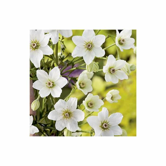 50-90cm Clematis × Cartmanii 'Early Sensation' - 3L Pot 3 50-90cm Clematis × Cartmanii 'Early Sensation' - 3L Pot - Image 3