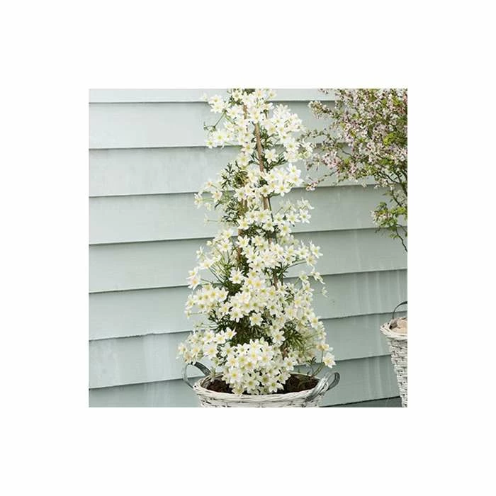 50-90cm Clematis × Cartmanii 'Early Sensation' - 3L Pot 1 50-90cm Clematis × Cartmanii 'Early Sensation' - 3L Pot