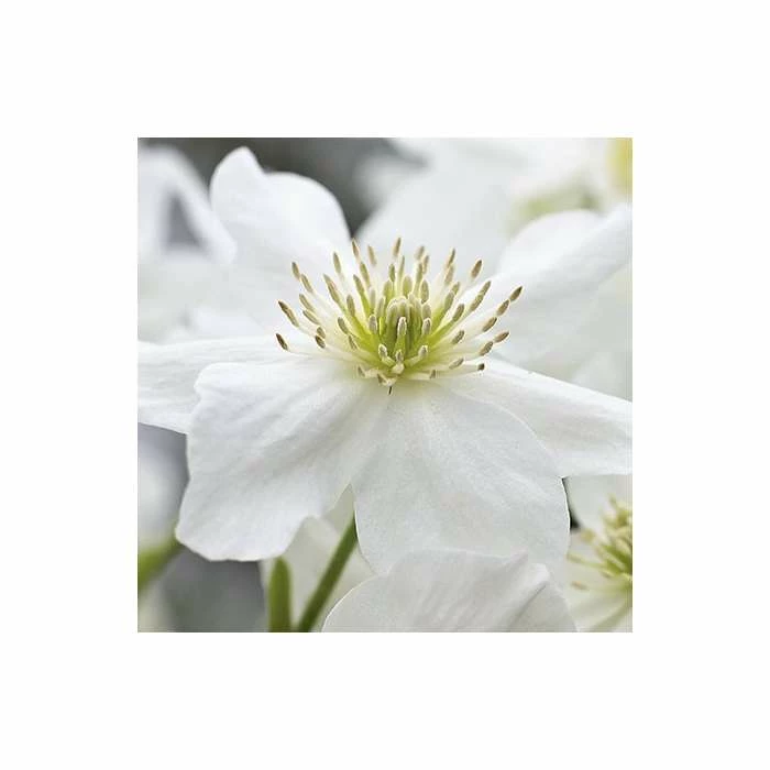50-90cm Clematis × Cartmanii 'Avalanche' - 3L Pot 2 50-90cm Clematis × Cartmanii 'Avalanche' - 3L Pot - Image 2