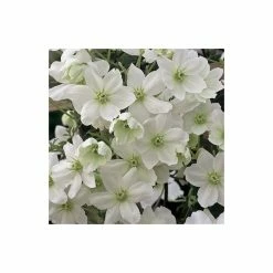50-90cm Clematis × Cartmanii 'Avalanche' - 3L Pot 6 50-90cm Clematis × Cartmanii 'Avalanche' - 3L Pot -Roots Shop PL13602 add image 2 5cf0