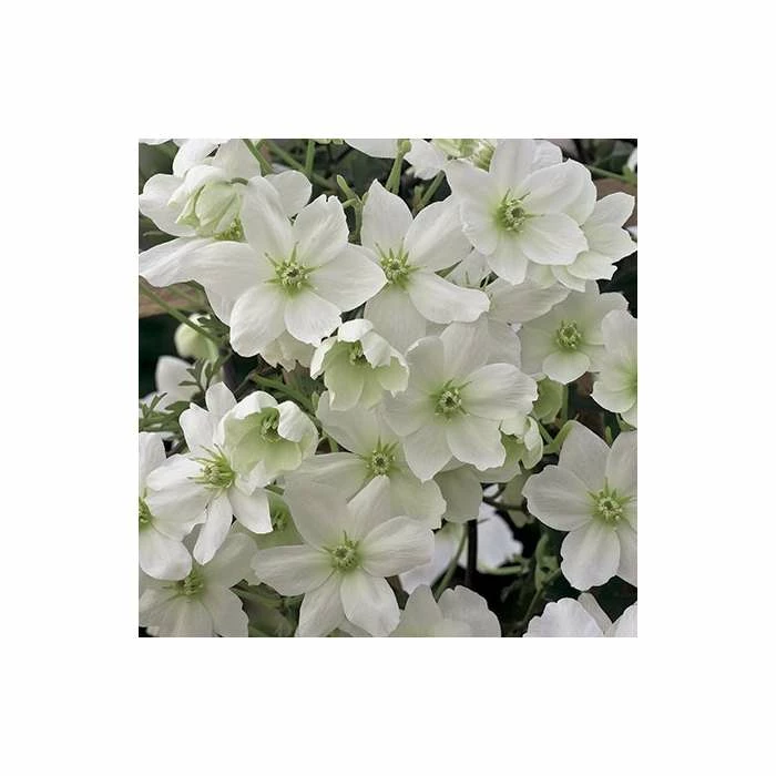 50-90cm Clematis × Cartmanii 'Avalanche' - 3L Pot 3 50-90cm Clematis × Cartmanii 'Avalanche' - 3L Pot - Image 3