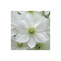 50-90cm Clematis × Cartmanii 'Avalanche' - 3L Pot 7 50-90cm Clematis × Cartmanii 'Avalanche' - 3L Pot -Roots Shop PL13602 add image 3 6a2e