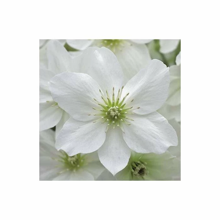 50-90cm Clematis × Cartmanii 'Avalanche' - 3L Pot 4 50-90cm Clematis × Cartmanii 'Avalanche' - 3L Pot - Image 4