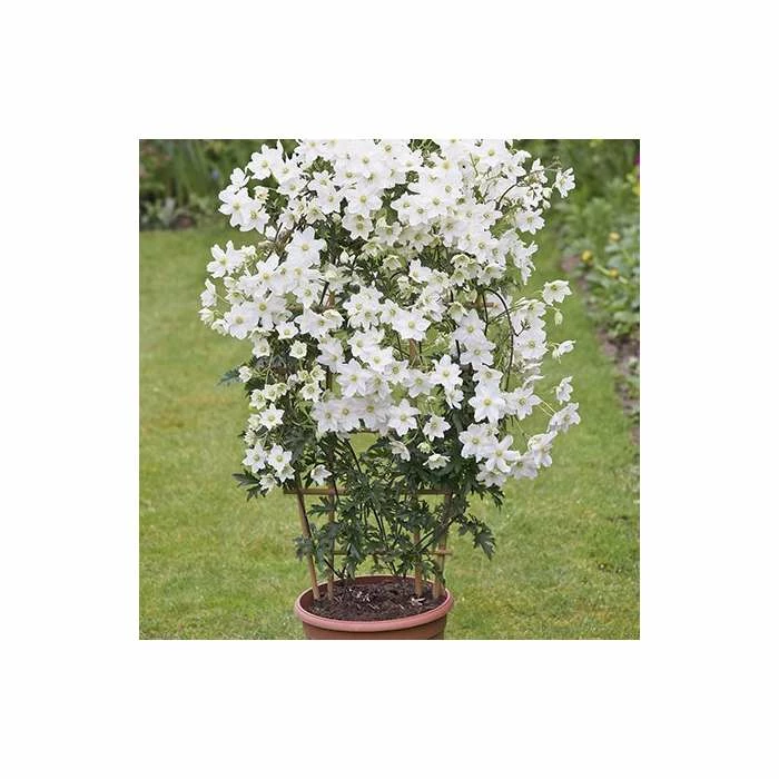 50-90cm Clematis × Cartmanii 'Avalanche' - 3L Pot 1 50-90cm Clematis × Cartmanii 'Avalanche' - 3L Pot