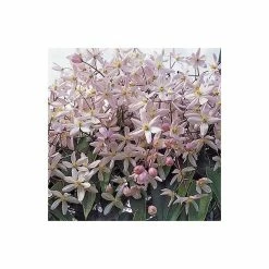 50-90cm Clematis Armandii 'Apple Blossom' - 3L Pot -Roots Shop PL13609 add image 2 9600