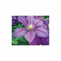 Clematis 'Dazzle' - 2.5L Pot