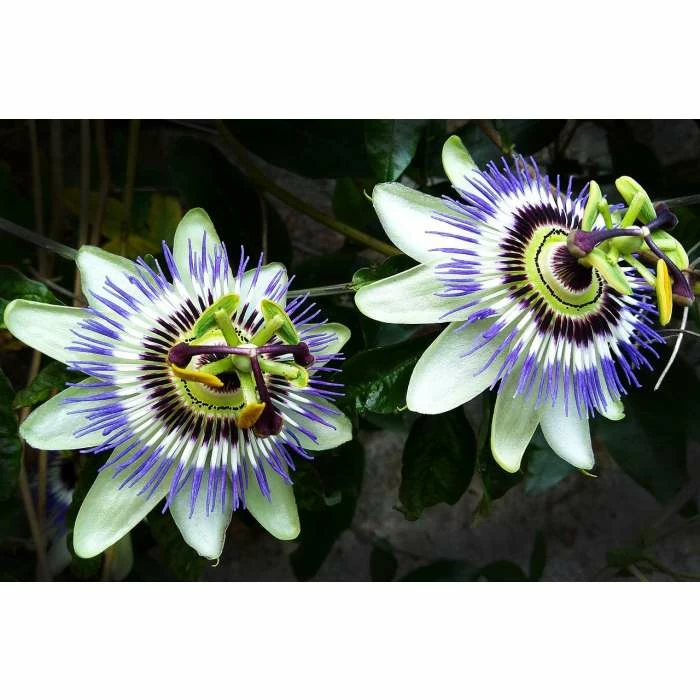 Blue Passion Flower | Passiflora Caerulea 2 Blue Passion Flower | Passiflora Caerulea - Image 2