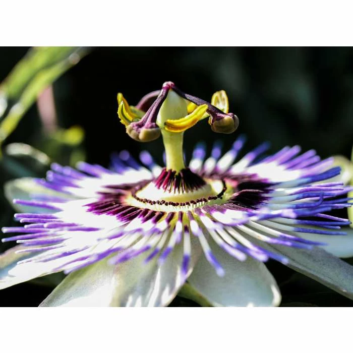 Blue Passion Flower | Passiflora Caerulea 4 Blue Passion Flower | Passiflora Caerulea - Image 4