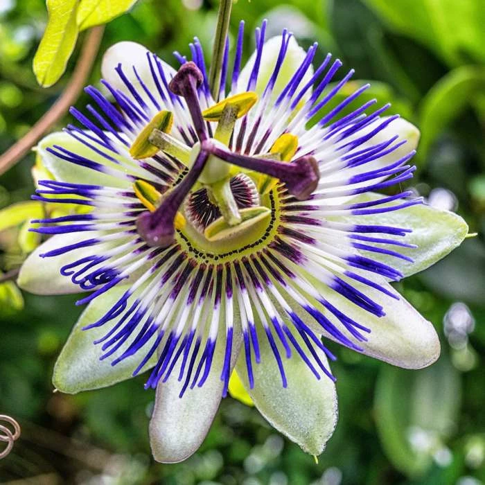 Blue Passion Flower | Passiflora Caerulea 1 Blue Passion Flower | Passiflora Caerulea