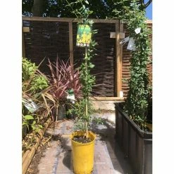 Winter Jasmine | Jasminium Nudiflorum -Roots Shop PL13671 add image 5 281a