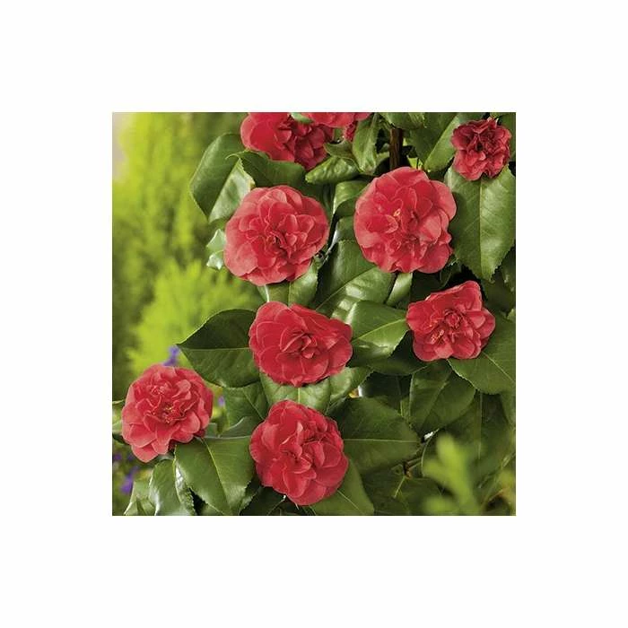 3ft Camellia 'Lady Campbell' | 4L | Camellia japonica 2 3ft Camellia 'Lady Campbell' | 4L | Camellia japonica - Image 2