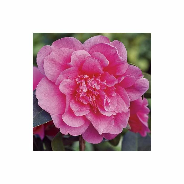 3ft Camellia 'Anticipation' | 4L | Camellia williamsii 2 3ft Camellia 'Anticipation' | 4L | Camellia williamsii - Image 2