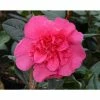 3ft Camellia 'Anticipation' | 4L | Camellia williamsii