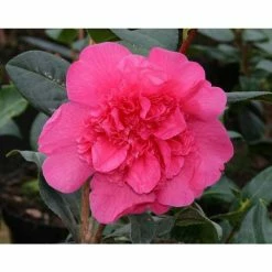 3ft Camellia 'Anticipation' | 4L | Camellia williamsii