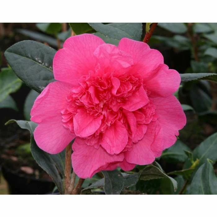 3ft Camellia 'Anticipation' | 4L | Camellia williamsii 1 3ft Camellia 'Anticipation' | 4L | Camellia williamsii