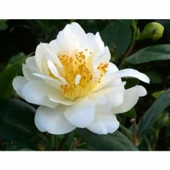 3ft Camellia 'Silver Anniversary' | 4L | Camellia japonica