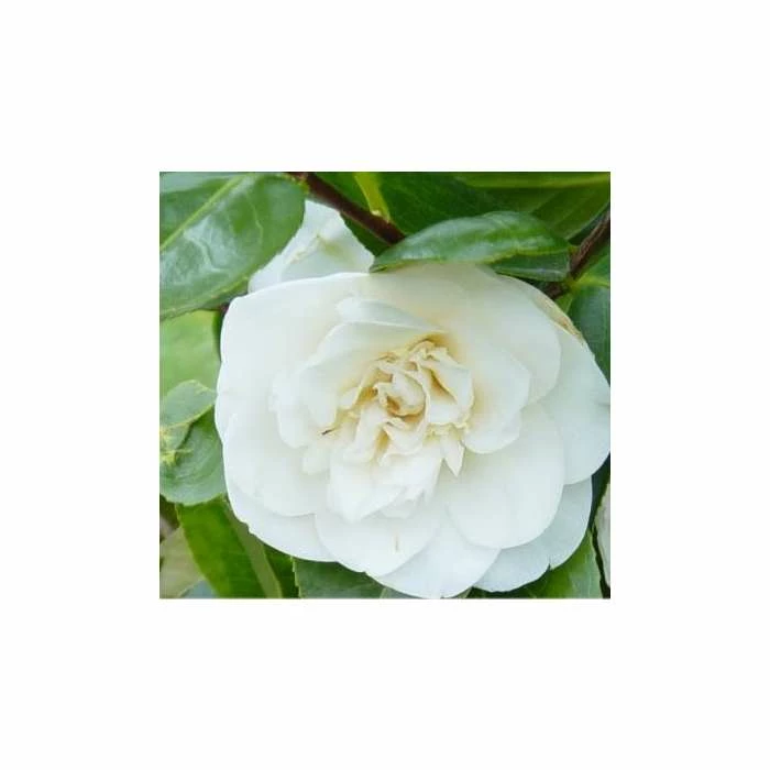 3ft Camellia 'Swan Lake' | 4L | Camellia japonica 1 3ft Camellia 'Swan Lake' | 4L | Camellia japonica