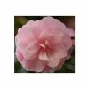 3ft Camellia 'Spring Festival' | 4L | Camellia x williamsii