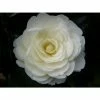 3ft Camellia 'Golden Anniversary' | 4L | Camellia japonica