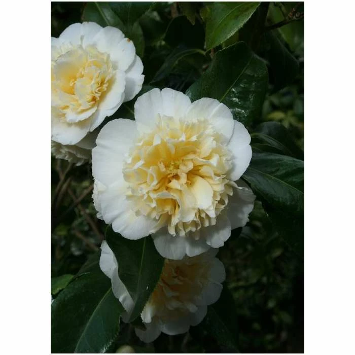 3ft Camellia 'Jury's Yellow' | 4L | Camellia japonica 1 3ft Camellia 'Jury's Yellow' | 4L | Camellia japonica