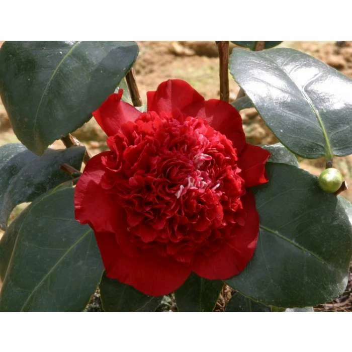 3ft Camellia 'Ruby Wedding' | 4L | Camellia x williamsii 1 3ft Camellia 'Ruby Wedding' | 4L | Camellia x williamsii