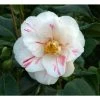 3ft Camellia 'Lady Vansittart' | 4L | Camellia japonica