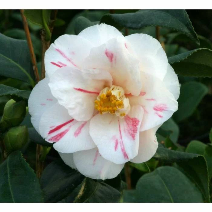 3ft Camellia 'Lady Vansittart' | 4L | Camellia japonica 1 3ft Camellia 'Lady Vansittart' | 4L | Camellia japonica