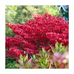 2ft Euonymus 'Burning Bush' | Euonymus alatus | 10L Pot -Roots Shop PL3018 add image 1 2129
